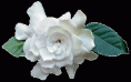 /album/fotogaleria/gardenia01-gif/